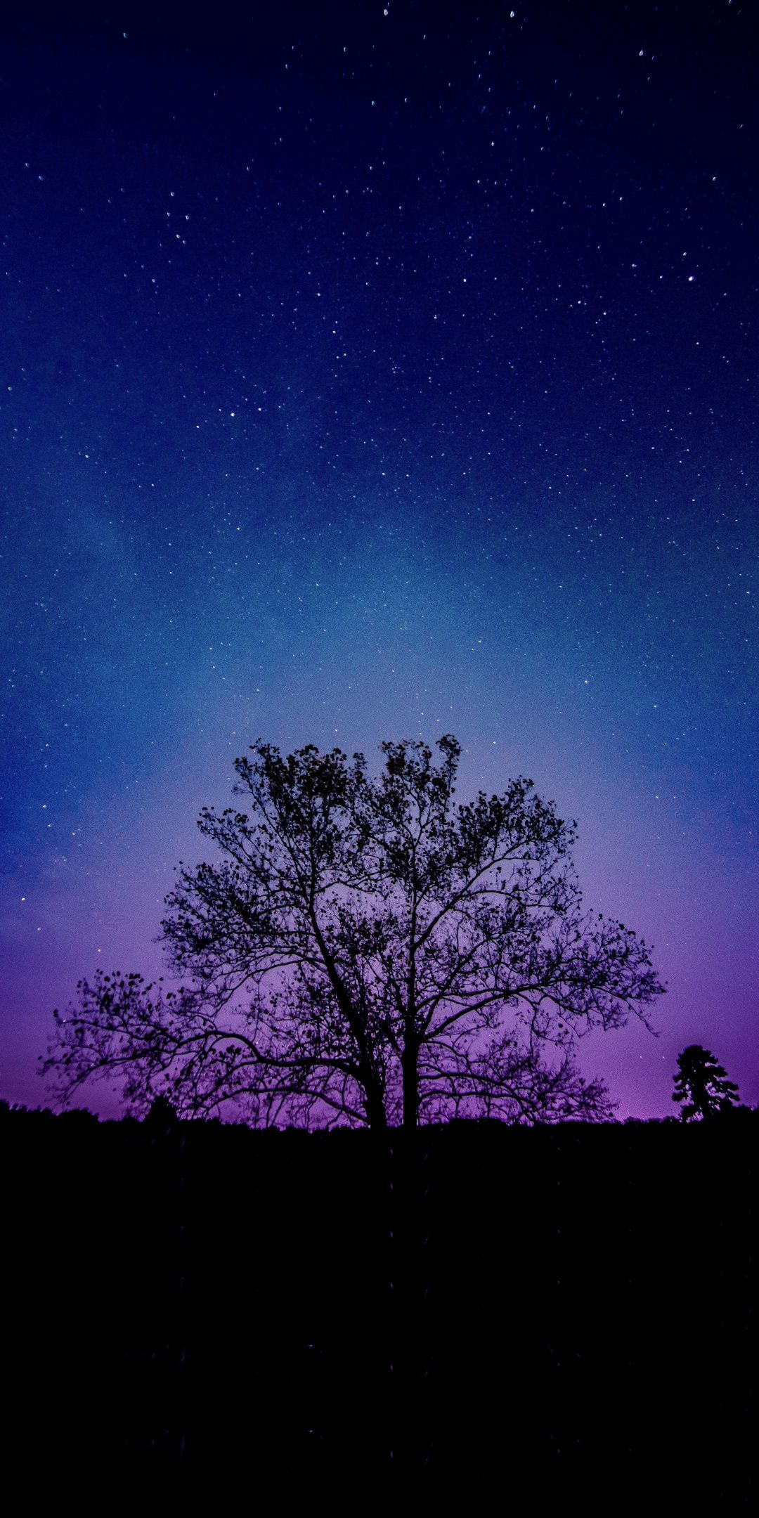Tree, galaxy, sky, silhouette, 1080x2160 wallpaper. Galaxy phone wallpaper, Night sky wallpaper, Purple galaxy wallpaper