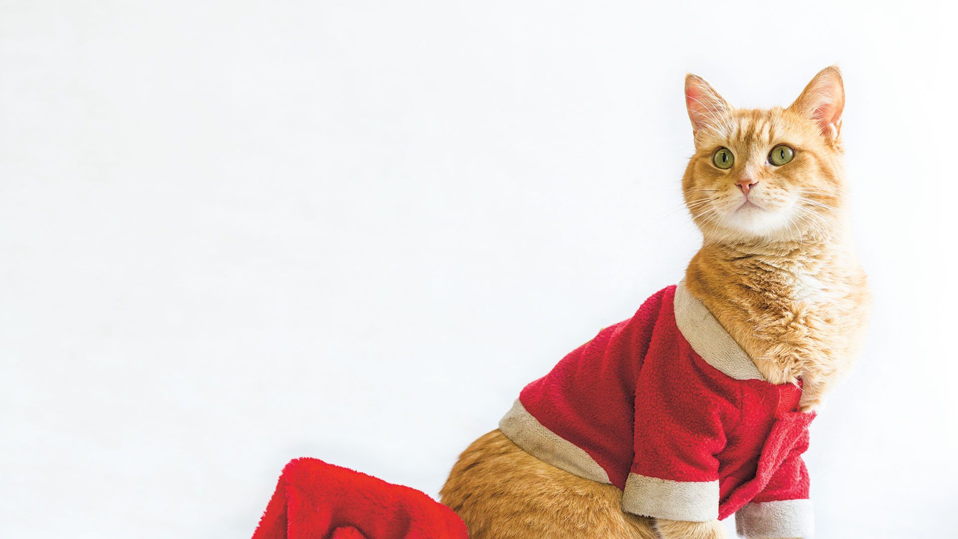 How Street Cat Bob helped James Bowen discover the spirit of Christmas. The Big Issue