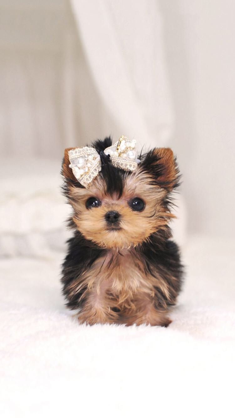 Downloaded From Girly Wallpaper. App Id1108375300. Thousands Of HD Girly Wallpap. Cute Baby Dogs, Cute Dogs Breeds, Cute Dogs And Puppies