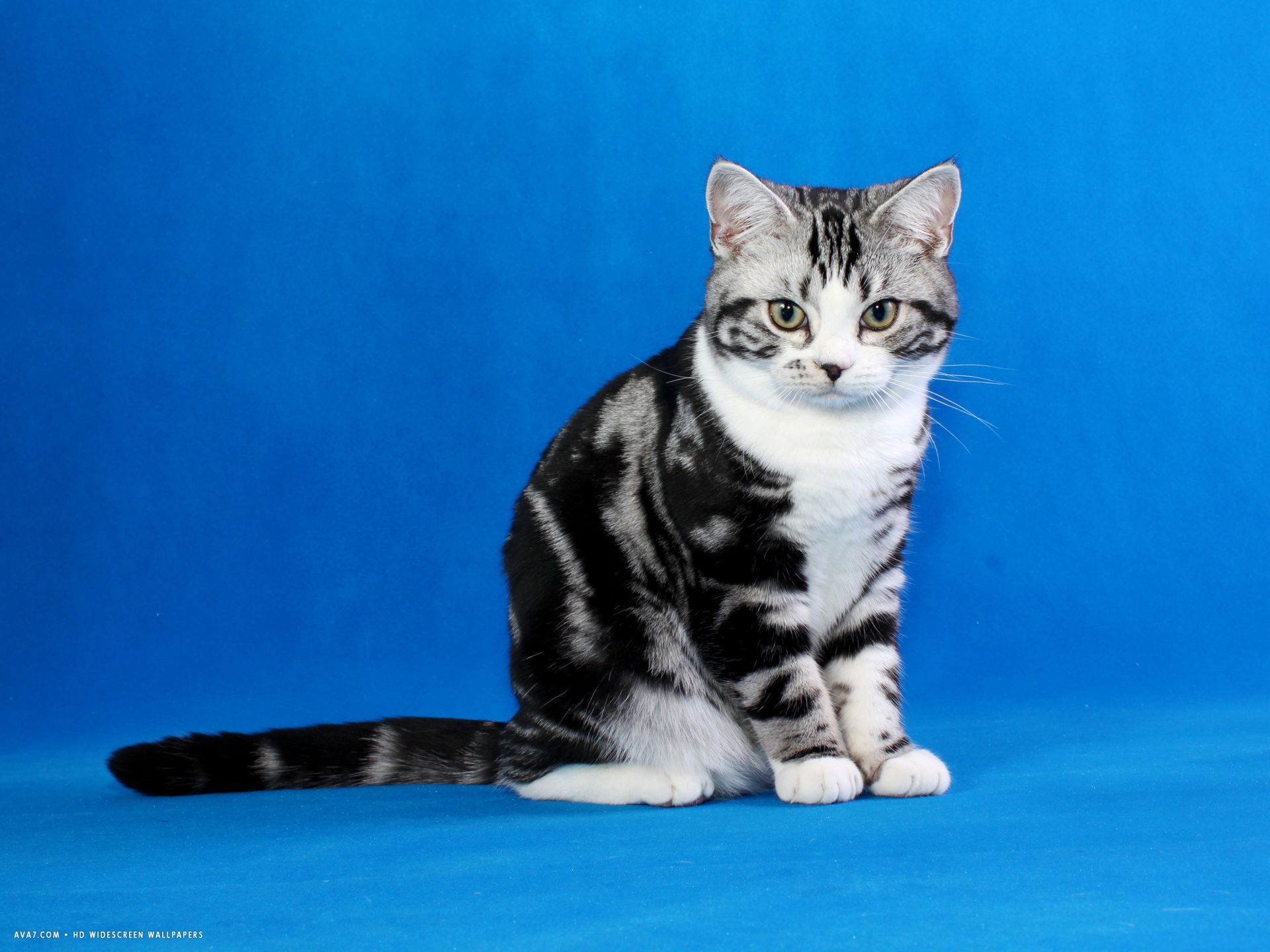 american shorthair. american shorthair cat HD widescreen wallpaper