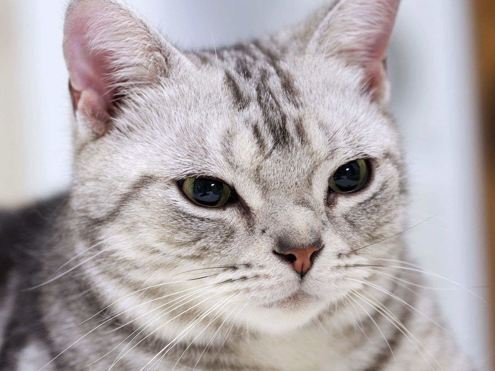 American Shorthair Cat Cute and Docile