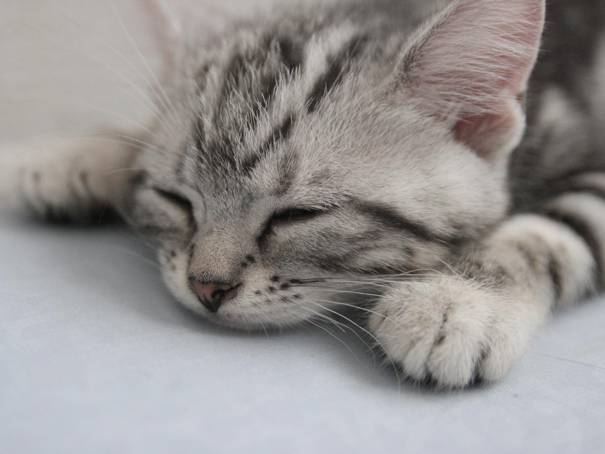 american_shorthair_kitten_sleep. American shorthair cat, Crazy cats, Cute animals