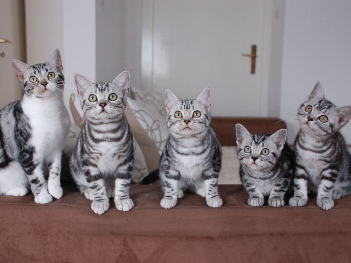Family of American Shorthair kittens Desktop wallpaper 1152x864