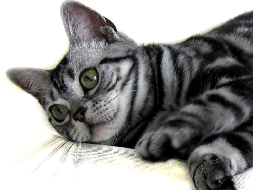 American Shorthair, Munkustrap. American shorthair kitten, American shorthair cat, British shorthair cats