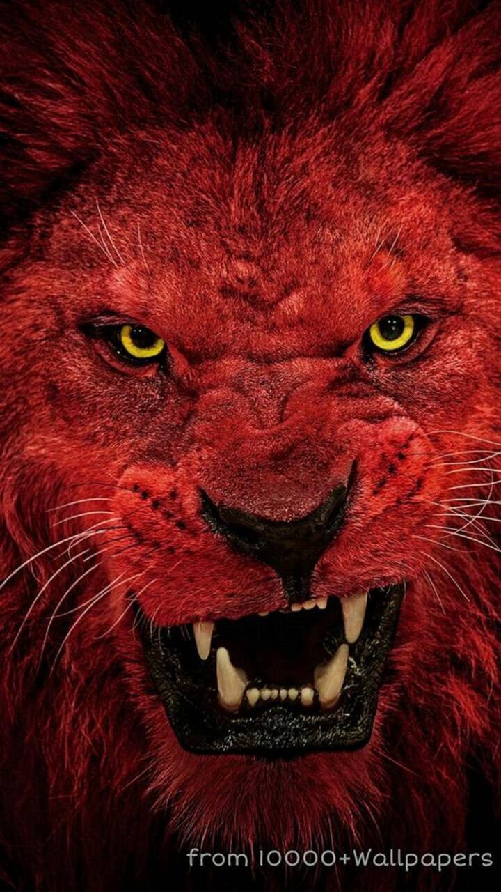 Red Lion Wallpaper Free Red Lion Background