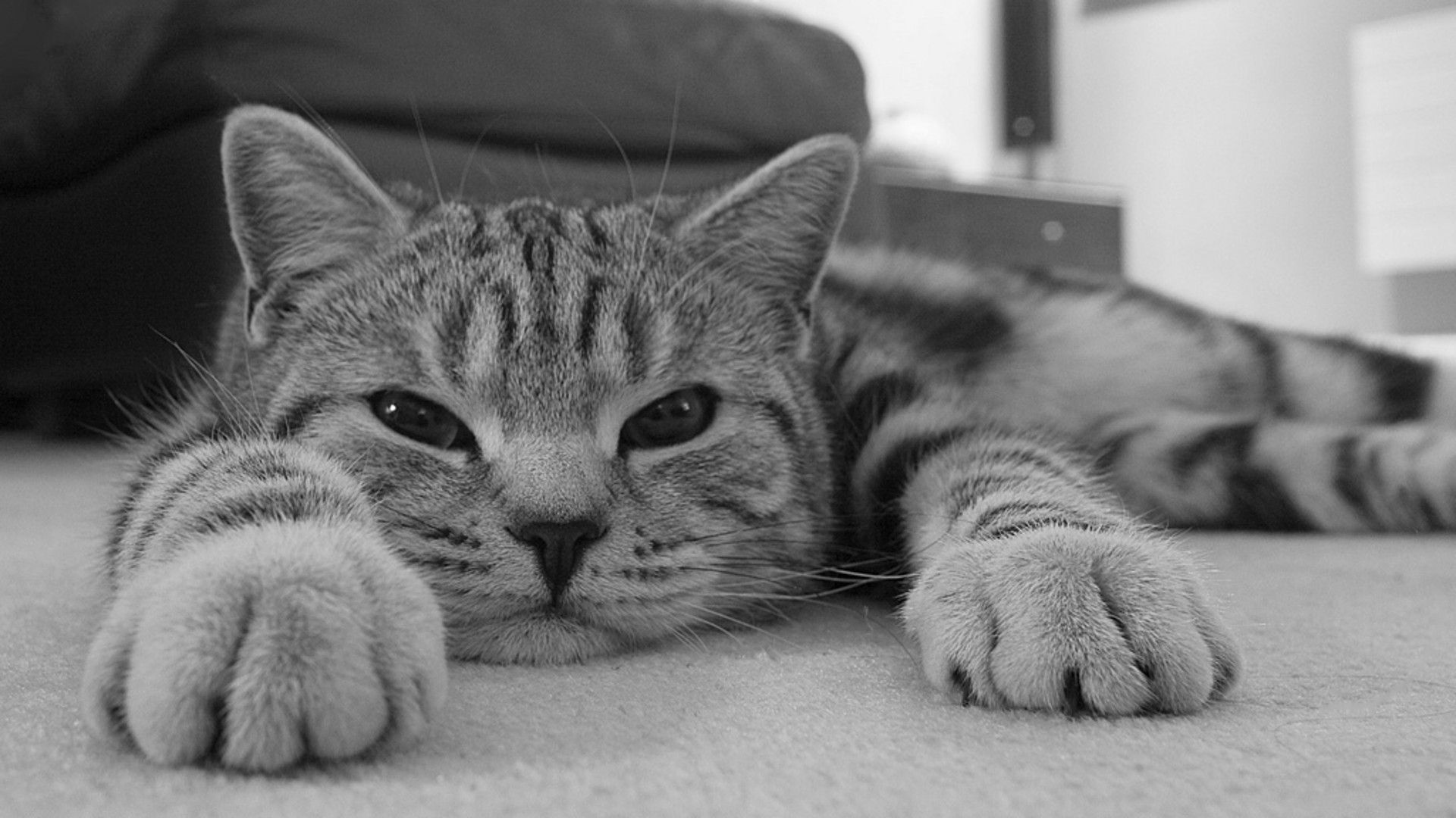 Wallpaper, drawing, eyes, nose, striped, whiskers, rest, kitten, black and white, monochrome photography, vertebrate, close up, cat like mammal, small to medium sized cats, tabby cat, domestic short haired cat, european