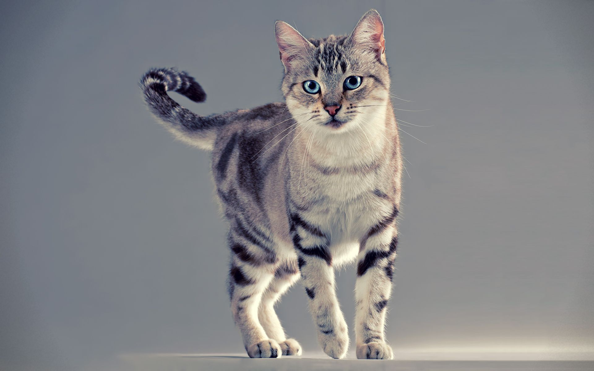 Full HD Picture American Shorthair 999.03 KB