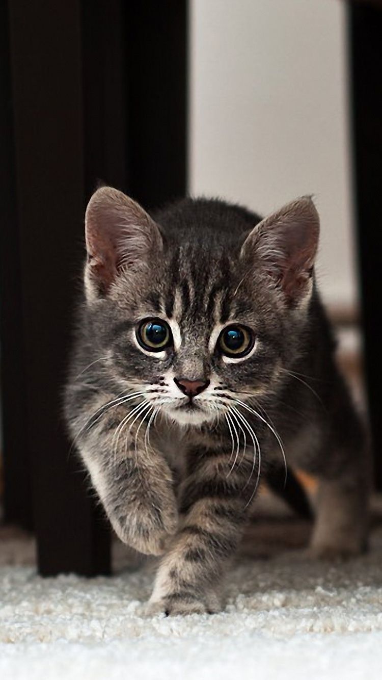 American Shorthair Cat Pics