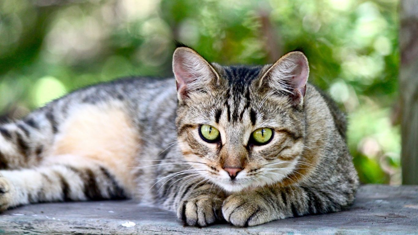 American Shorthair Sitting on Wooden Table HD Wallpaper