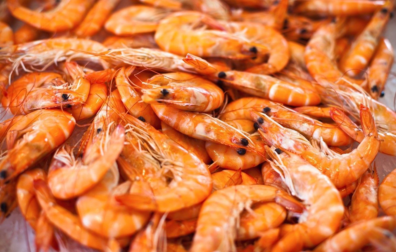 Shrimp Wallpaper Free Shrimp Background