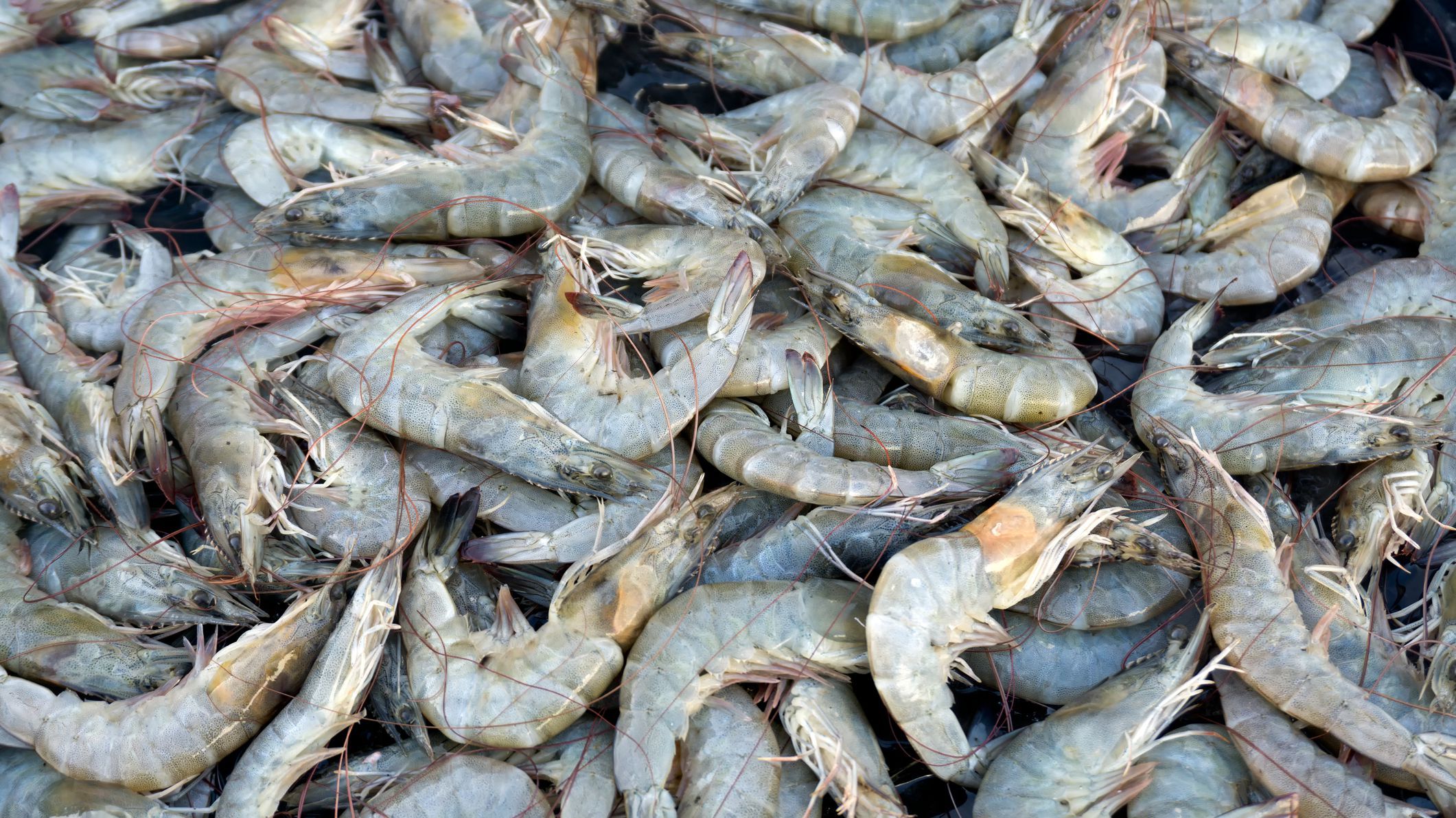 Why It's a Good Idea to Stop Eating Shrimp