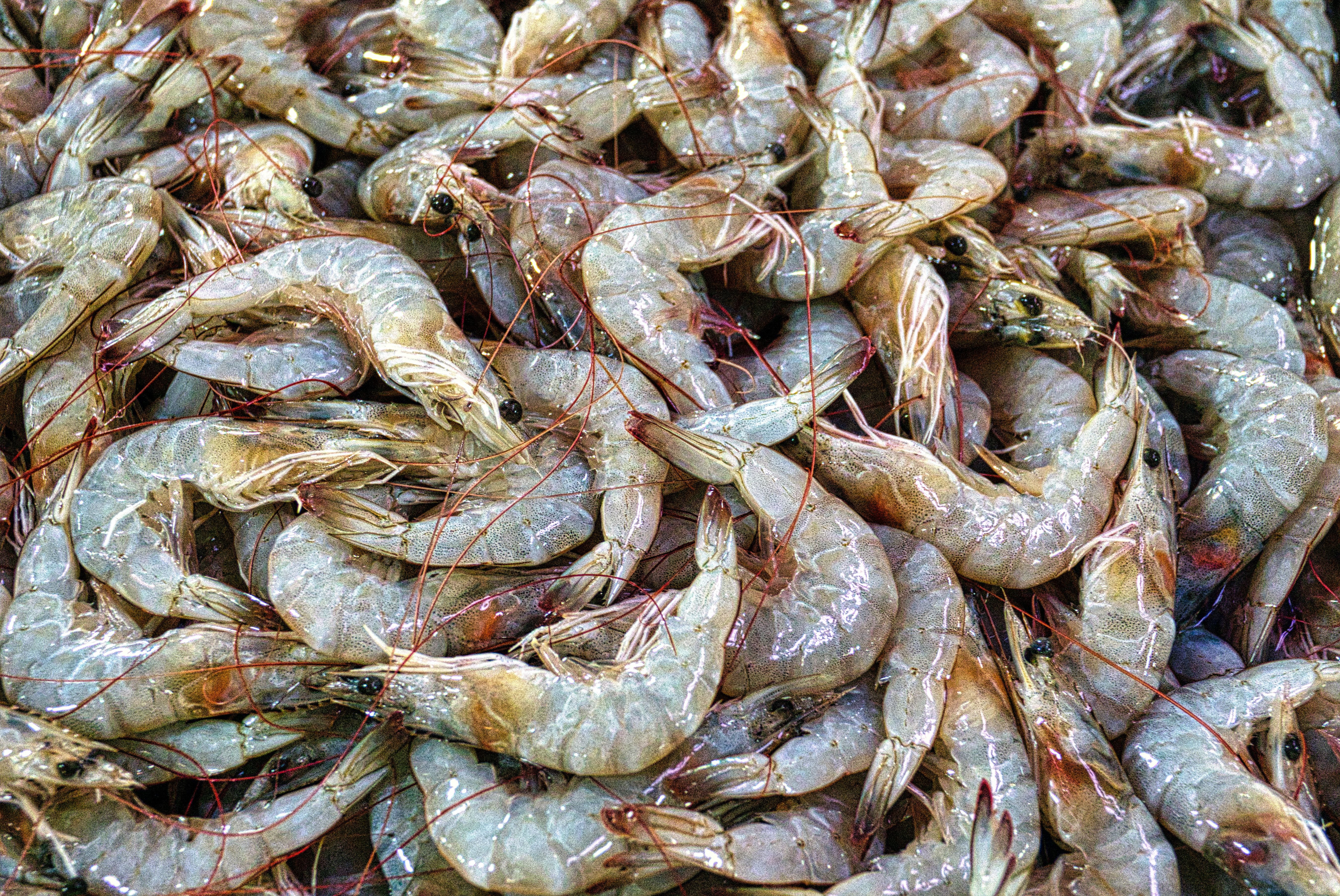 Fresh Prawns · Free