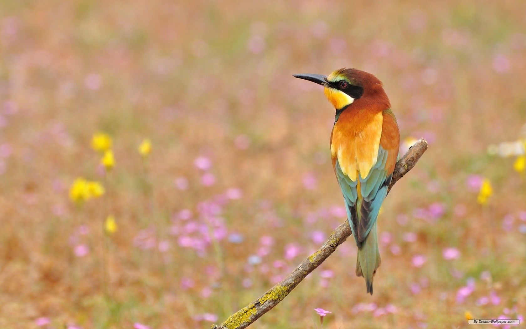 Free download Wallpaper Animal wallpaper Spring Flowers And Birds [1680x1050] for your Desktop, Mobile & Tablet. Explore Springtime Animals and Flowers Wallpaper. Free Springtime Wallpaper Downloads, Spring Flowers