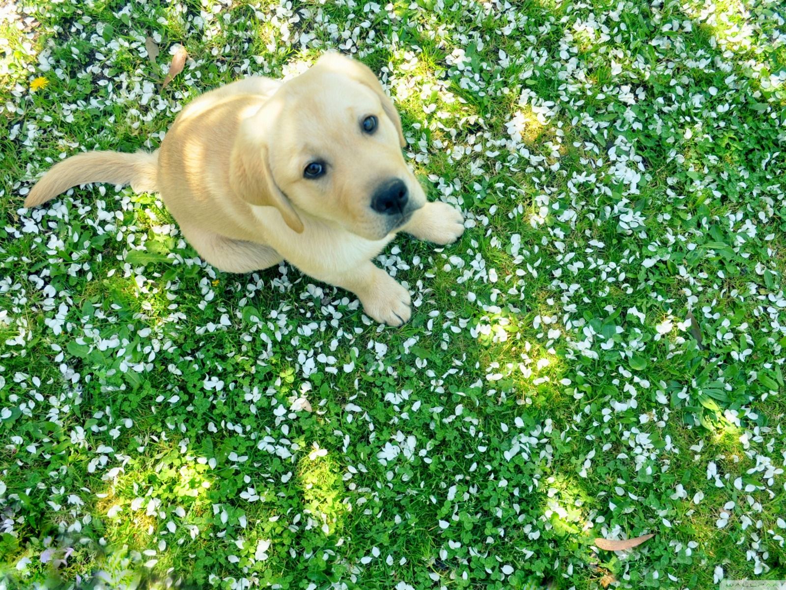 Spring Dog Desktop Wallpaper