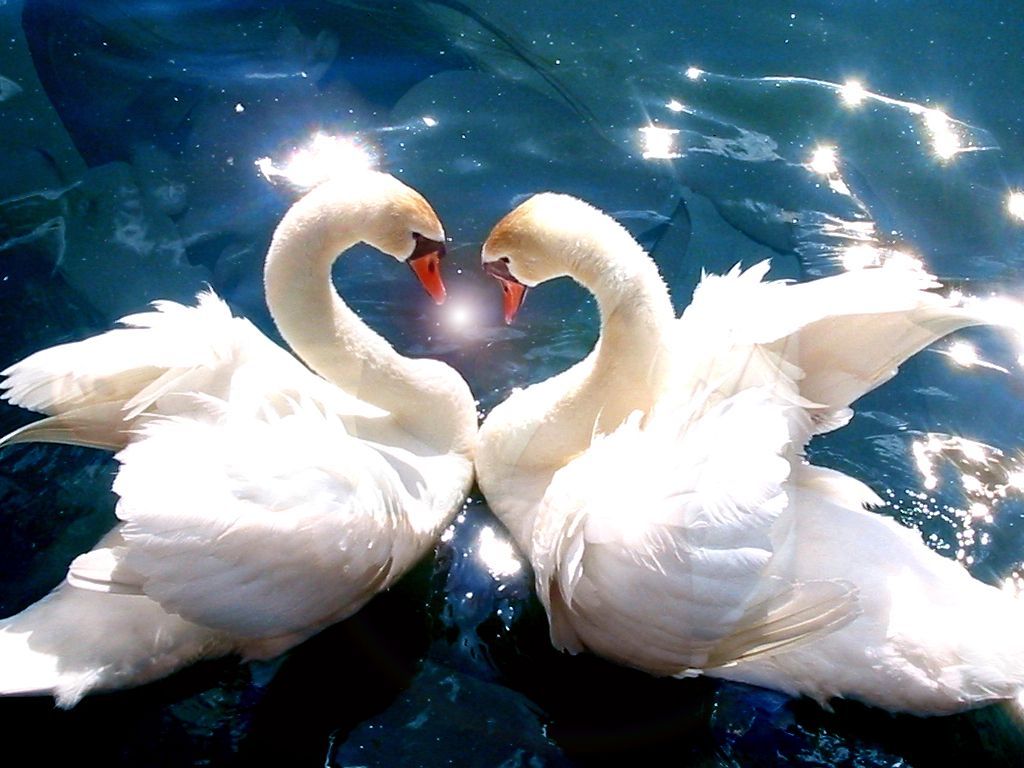 Spring Daydreams. Swan love, Animals beautiful, Beautiful swan