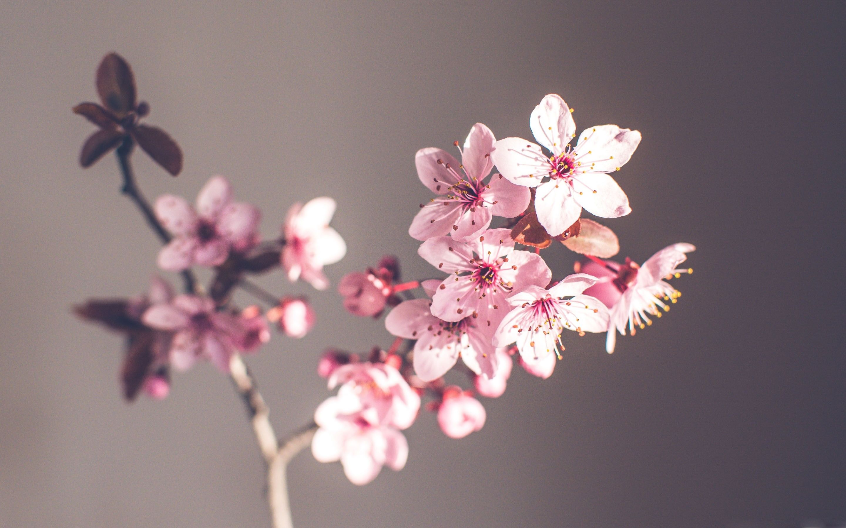 Pink Spring Flowers MacBook Air Wallpaper Download