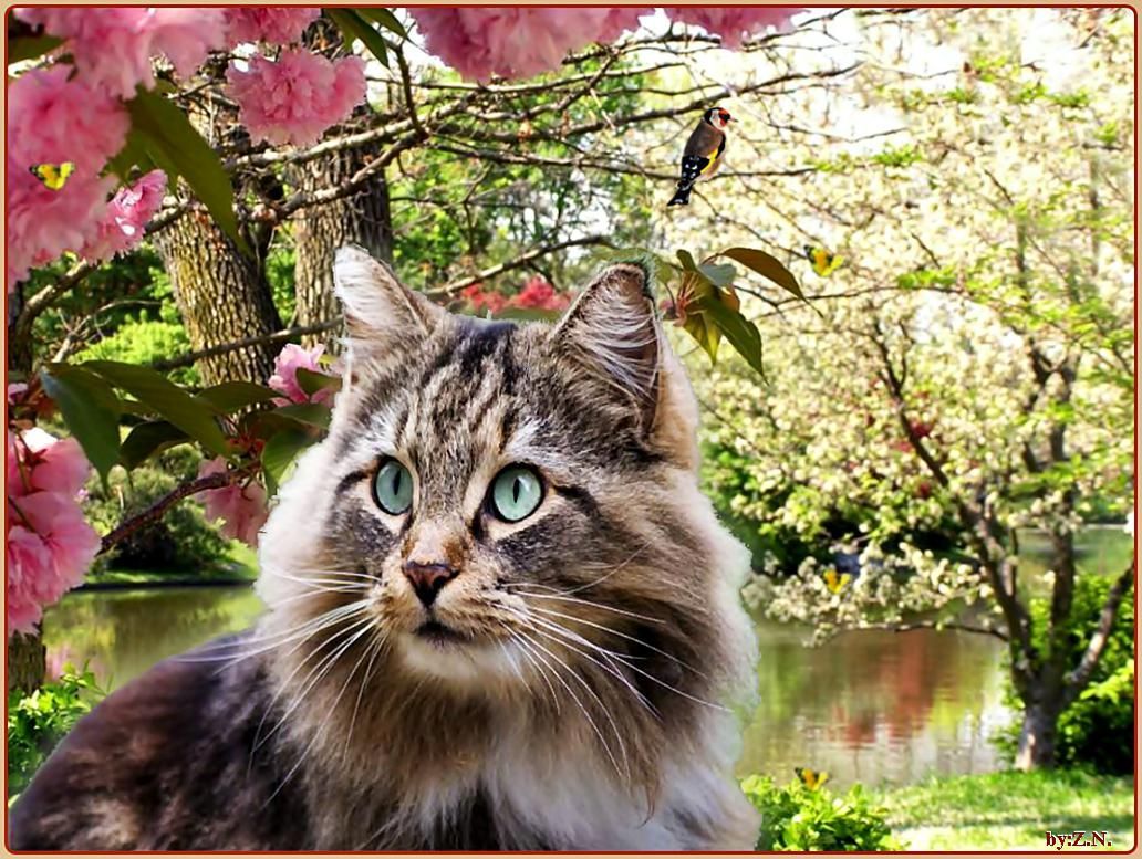 Cute cat spring - Quality and Resolution Wallpaper. Cat wallpaper, Cats, Cute cat