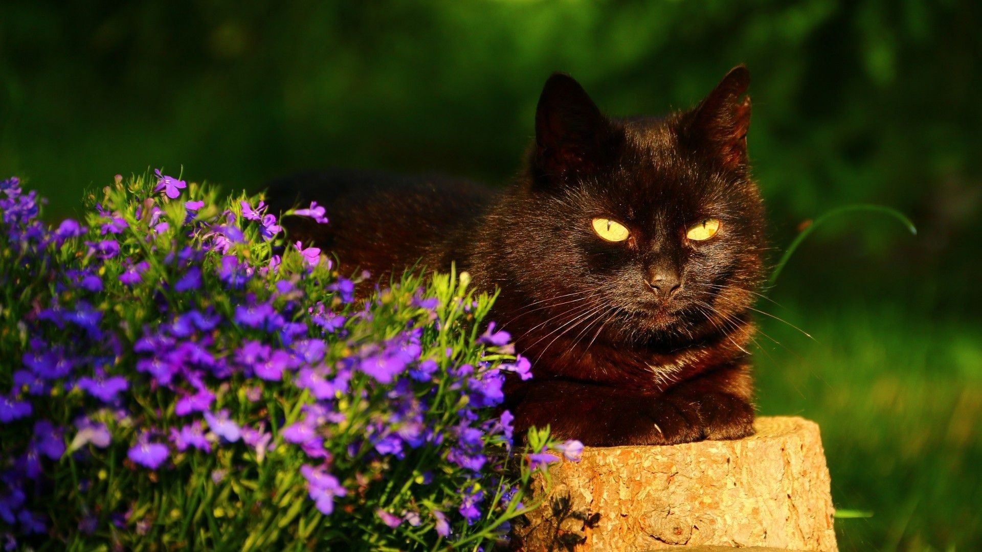 Spring Background with Cats