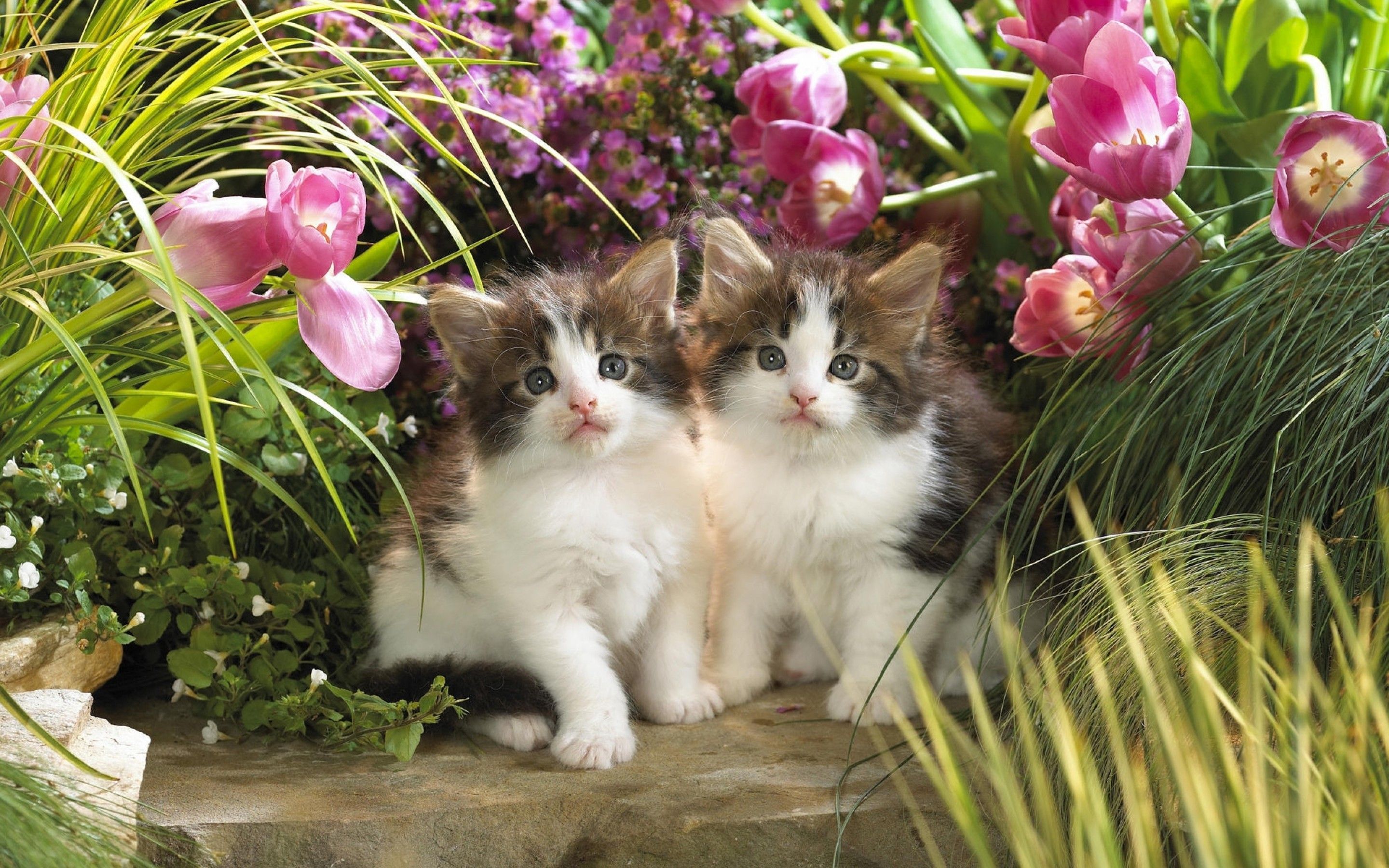 Download 2880x1800 Kittens, Cute, Twins, Flowers, Cats Wallpaper for MacBook Pro 15 inch