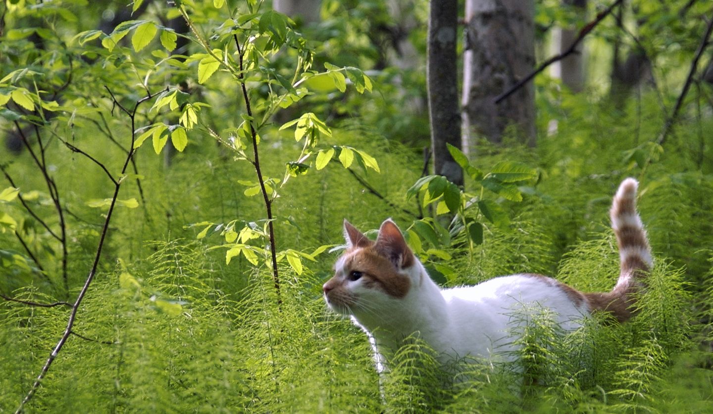 Wallpaper, garden, green, wildlife, kittens, whiskers, jungle, spring, tree, leaf, plant, flora, vegetation, fauna, cat like mammal, shrub, grass family, small to medium sized cats, puss, 1440x837 px, lovely desktop image