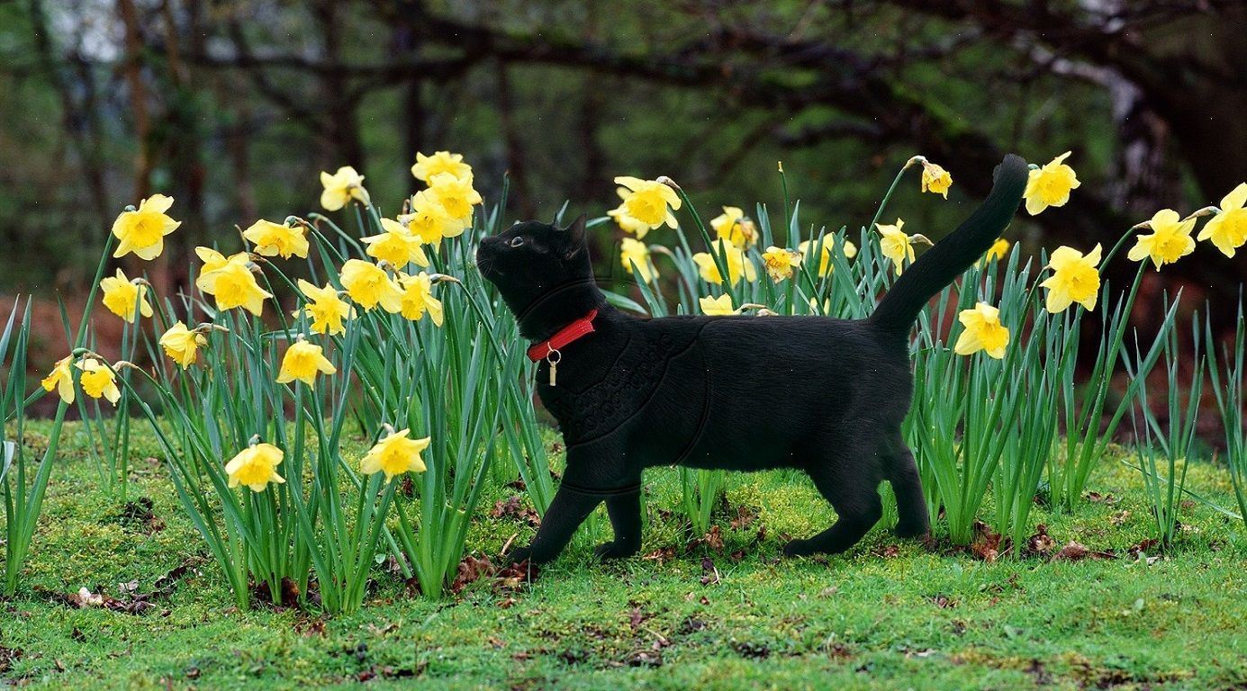 Cats: Black Kitty Sniffing Daffodils Animals Cats Spring Garden 0000 Cat Wallpaper Wide for HD 16:9 High Definition 1080p 900p 720p Wi. Daffodils, Cats, Black cat