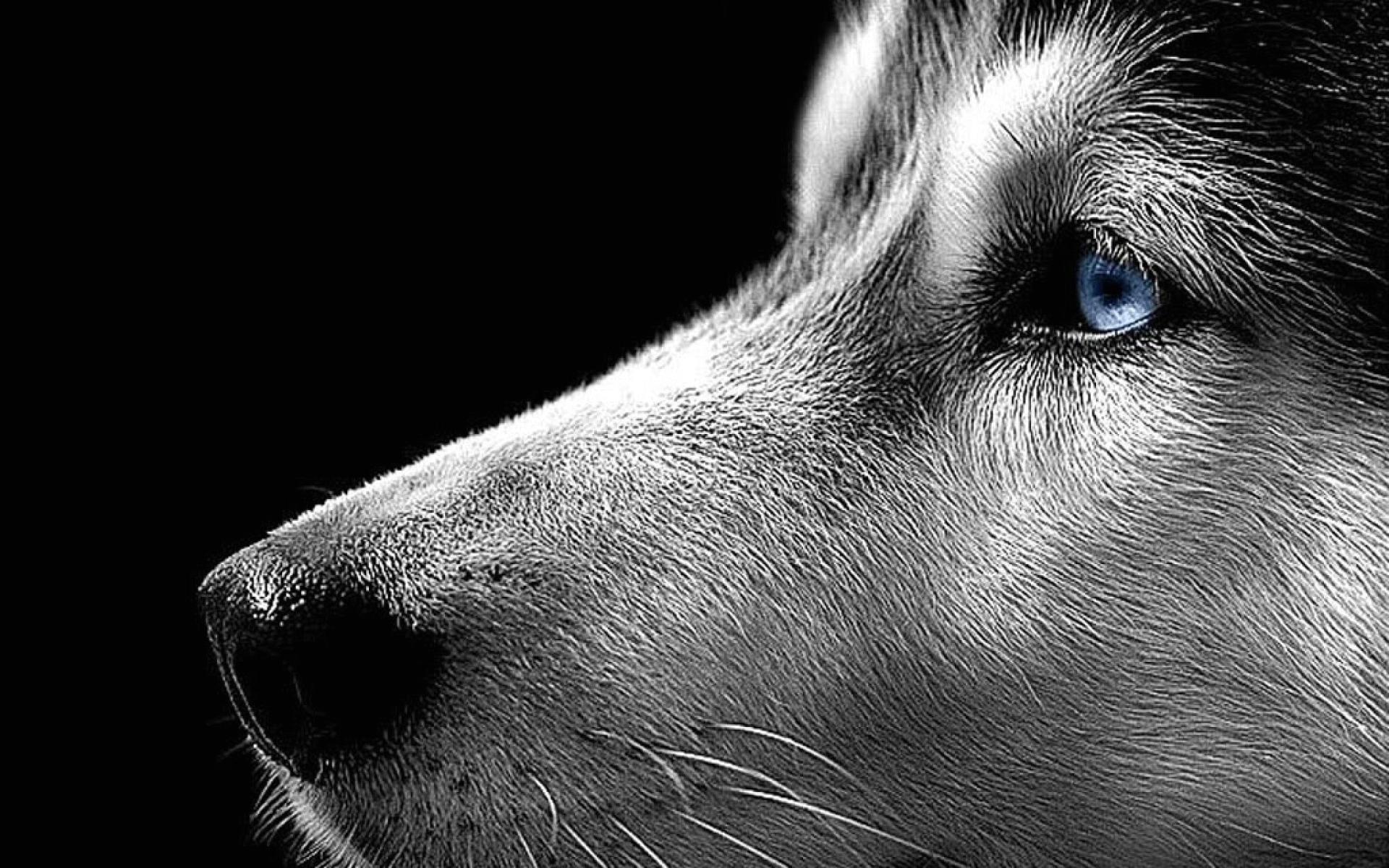 Eyes Wallpapers on WallpaperDog