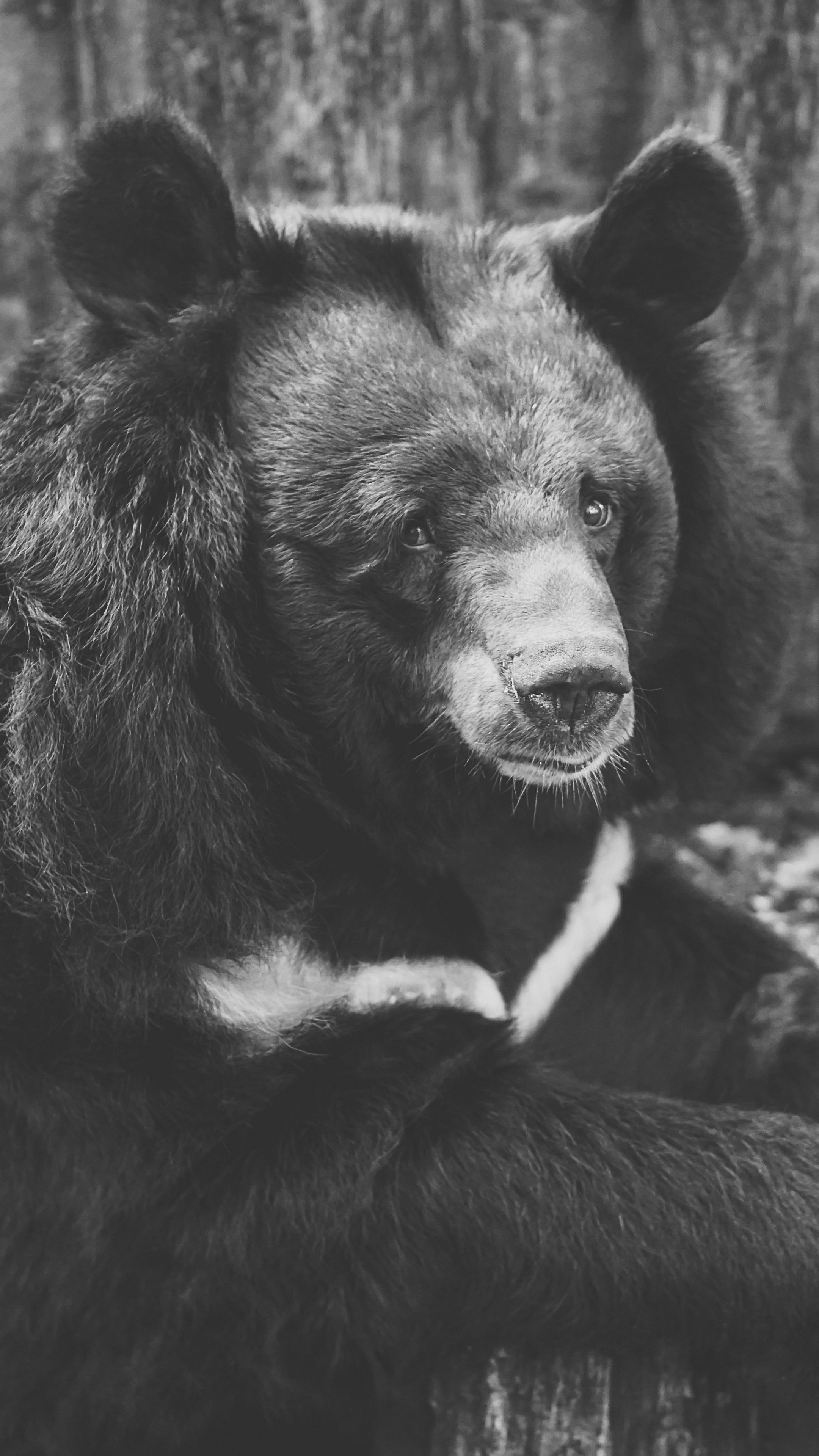 Bear black [2160x3840]. Black and white portraits, Black bear, Bear photo