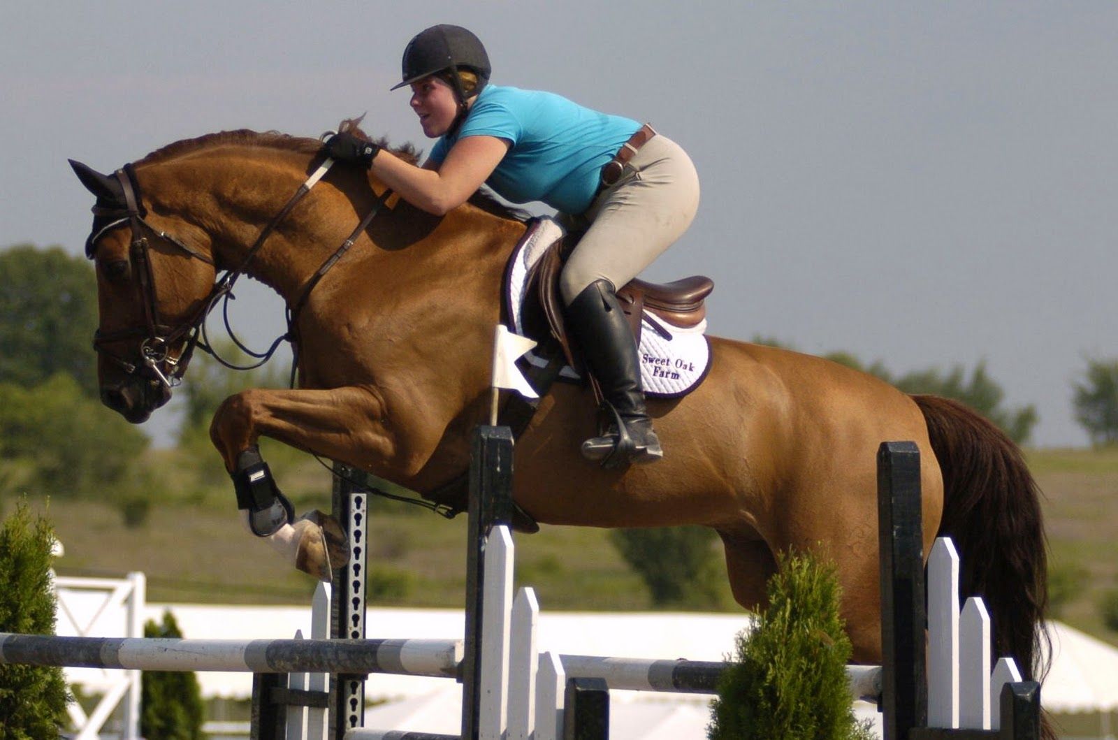 HD Animals Wallpaper: Brown Horse Jumping Wallpaper. Horse jumping, Horses, Show jumping horses
