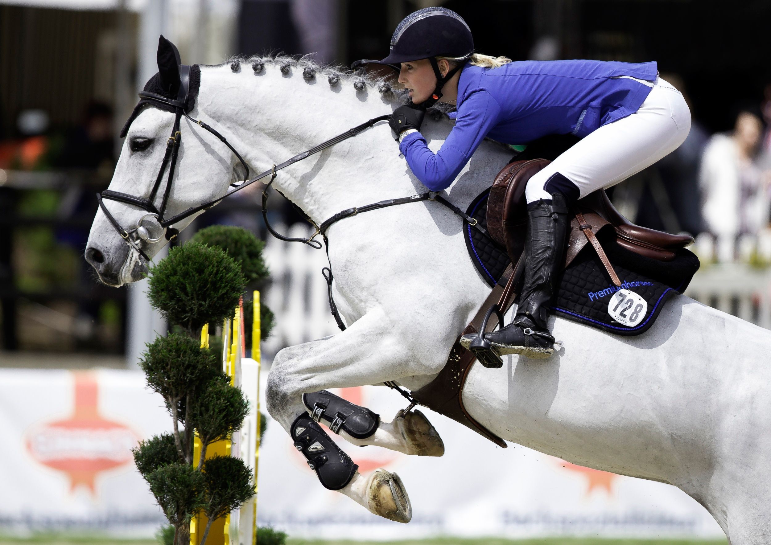 Konkur Konnyy Sport (2500×1768). Show Jumping, Horses, Show Jumping Horses