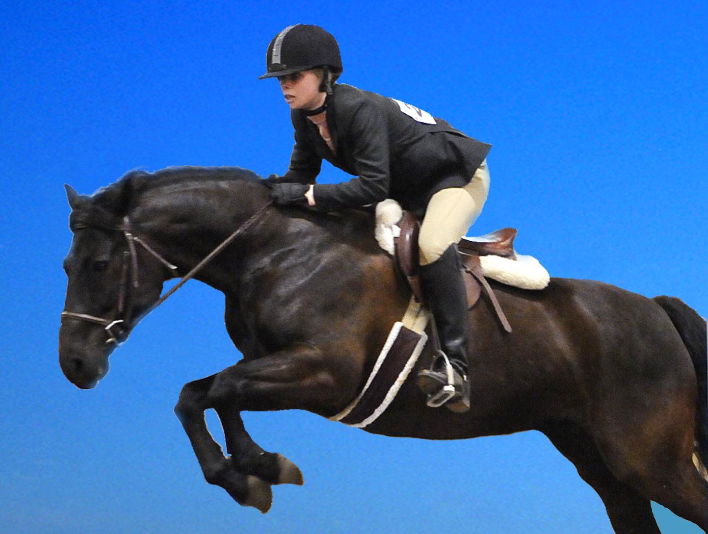 HD Animals Wallpaper: Beautiful Black Horse Picture. Horse picture, Horses, Black horse