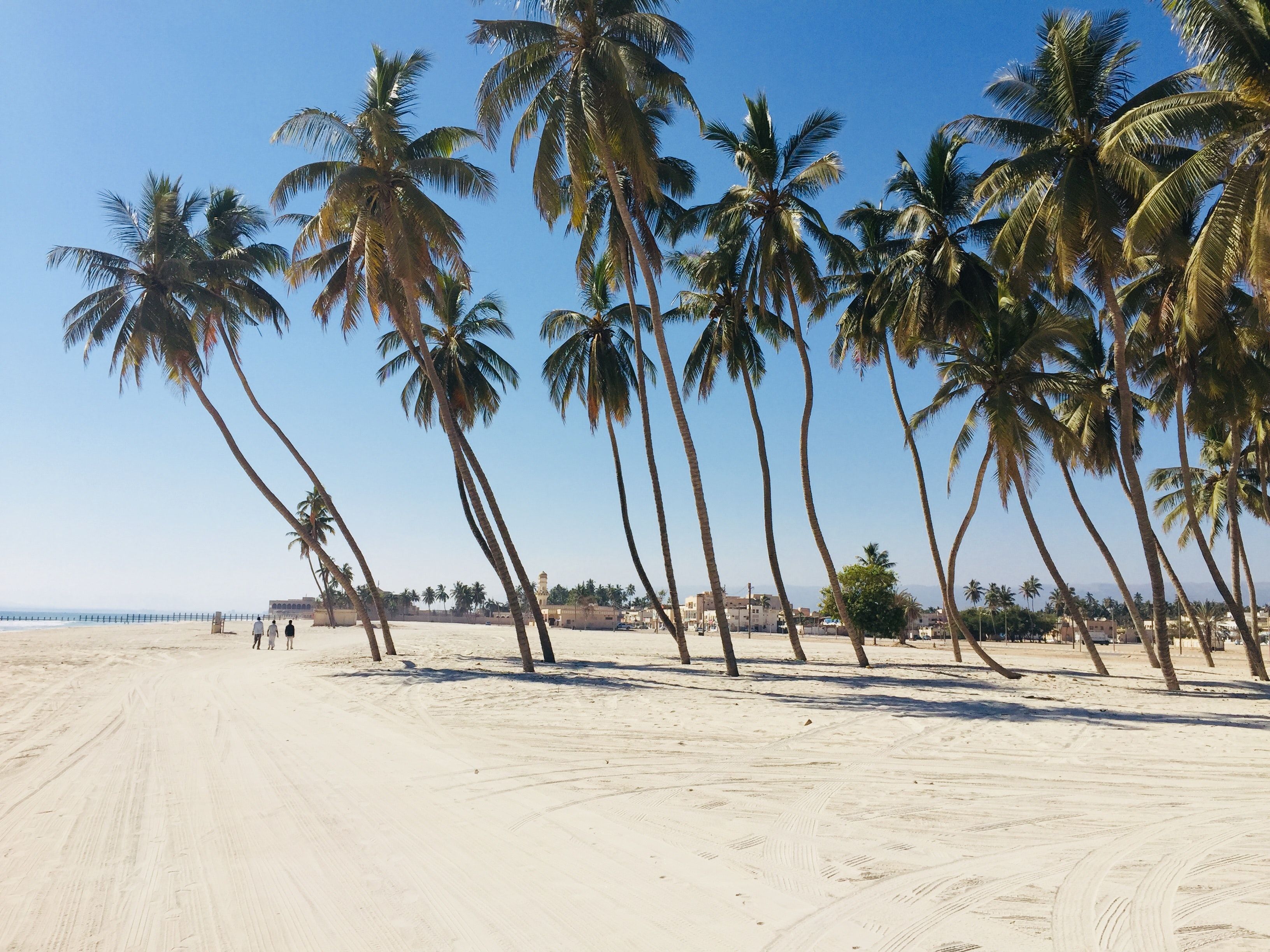 Free of beach, palm trees, salalah
