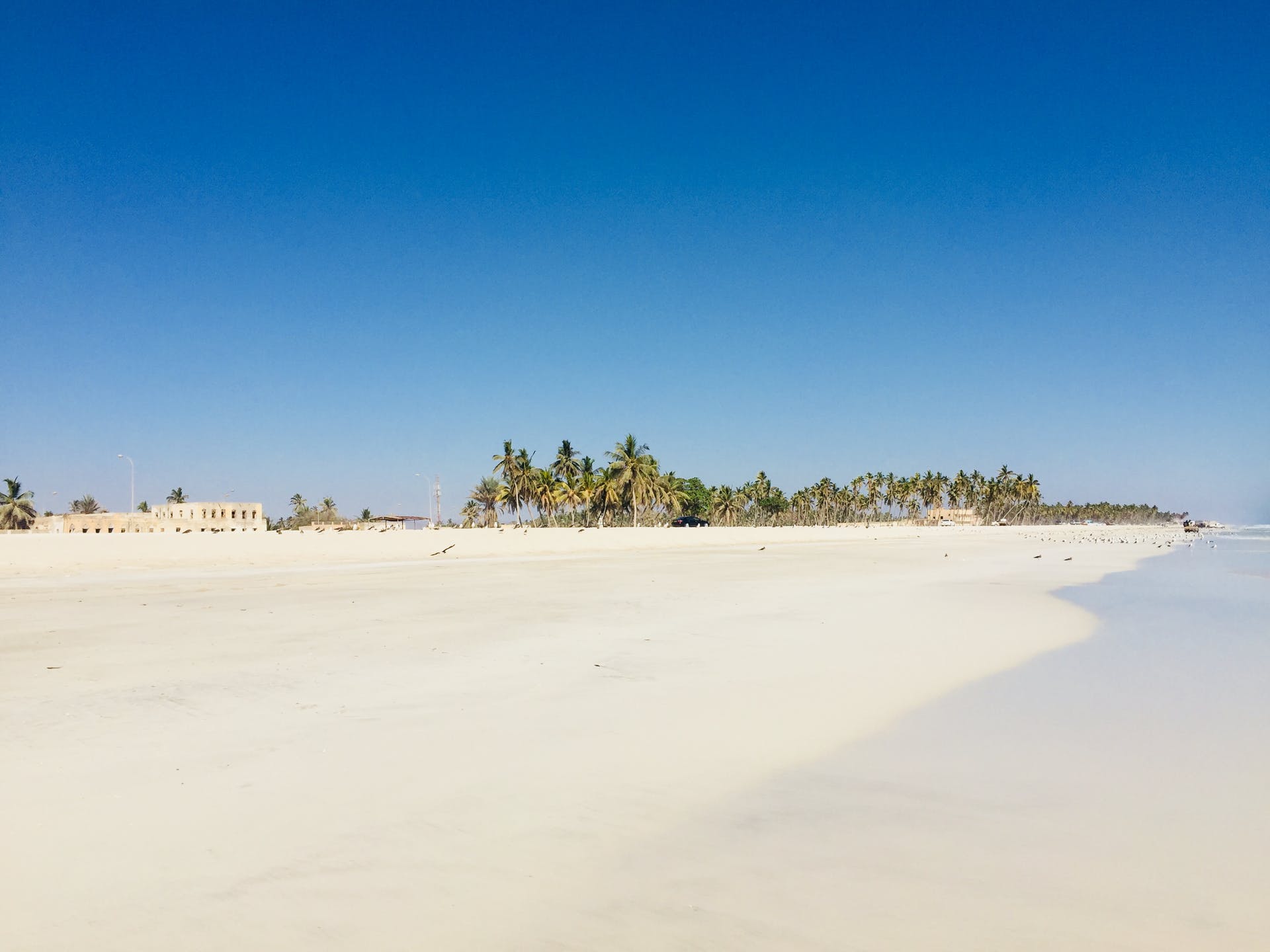 Palm Trees Beach Salalah