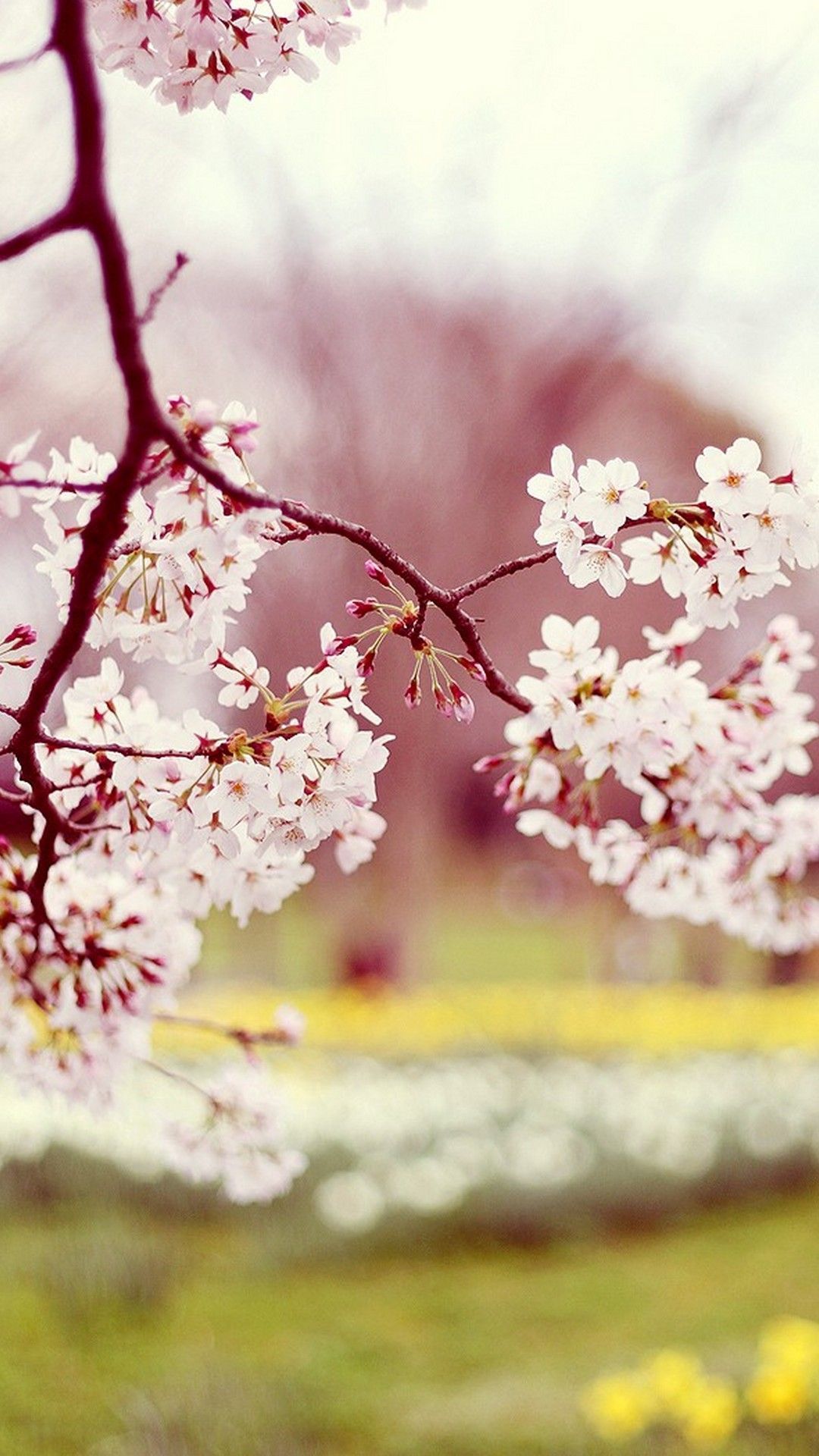 Cute Spring Wallpaper Free Cute Spring Background