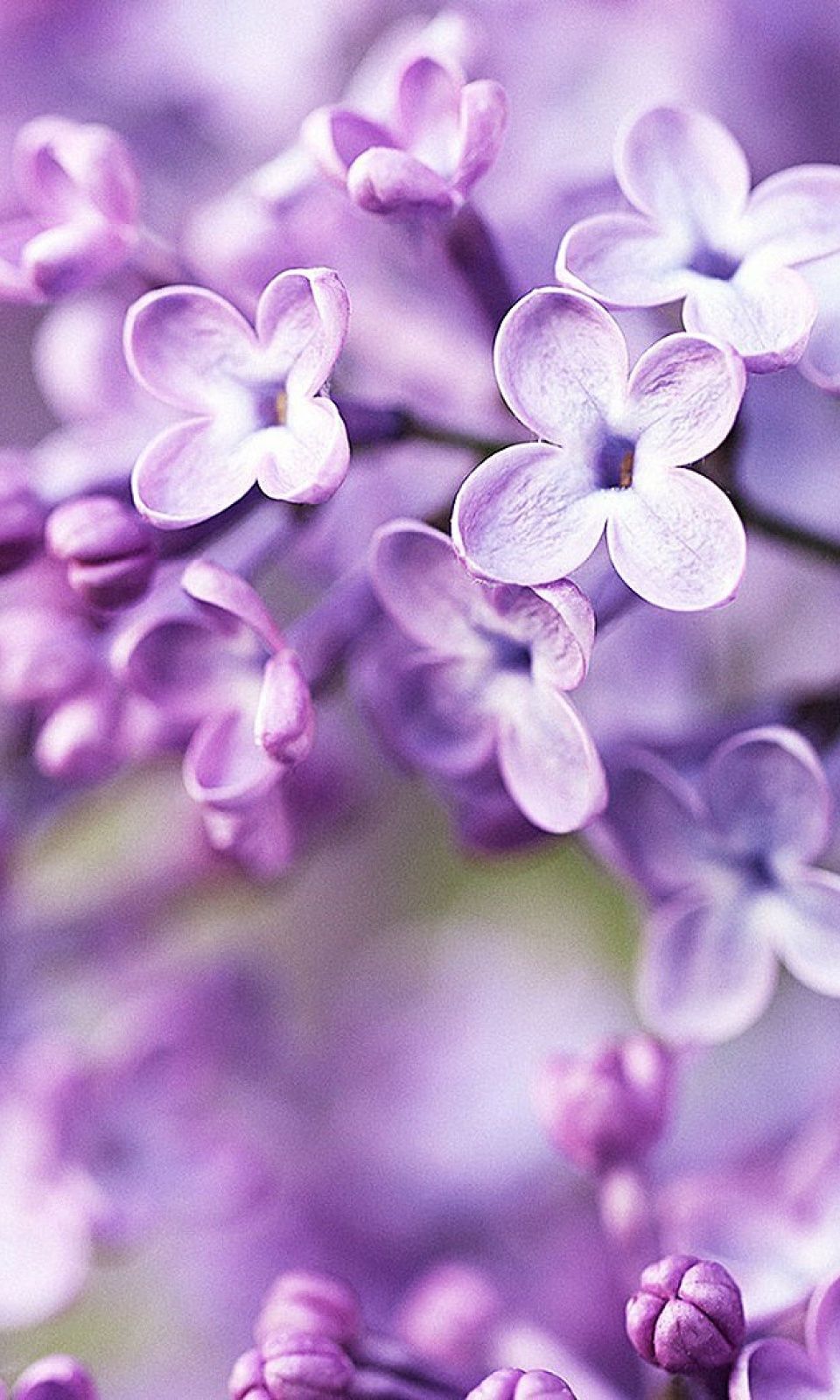 Lilac Syringa Spring Mobile Wallpaper
