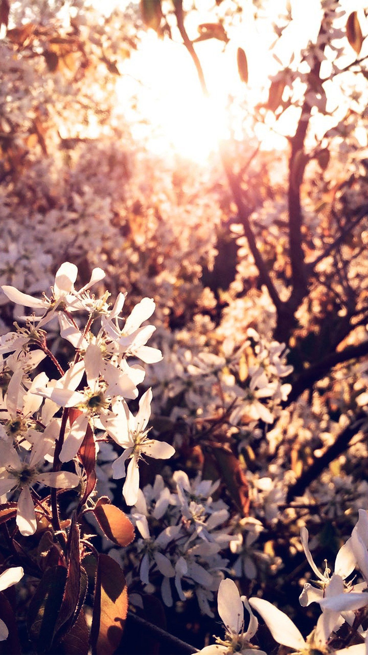 Tree Flower Blossom Spring Nature Android Wallpaper HD Wallpaper