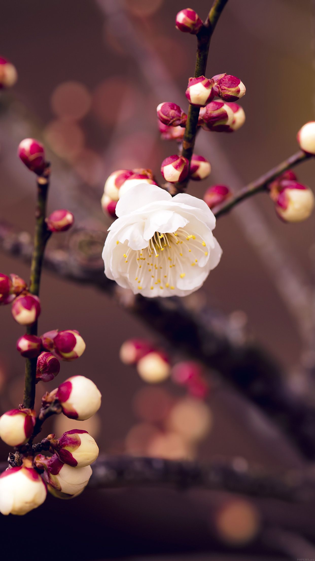 Apricot Flower Bud Spring Nature Twigs Tree Android wallpaper HD wallpaper