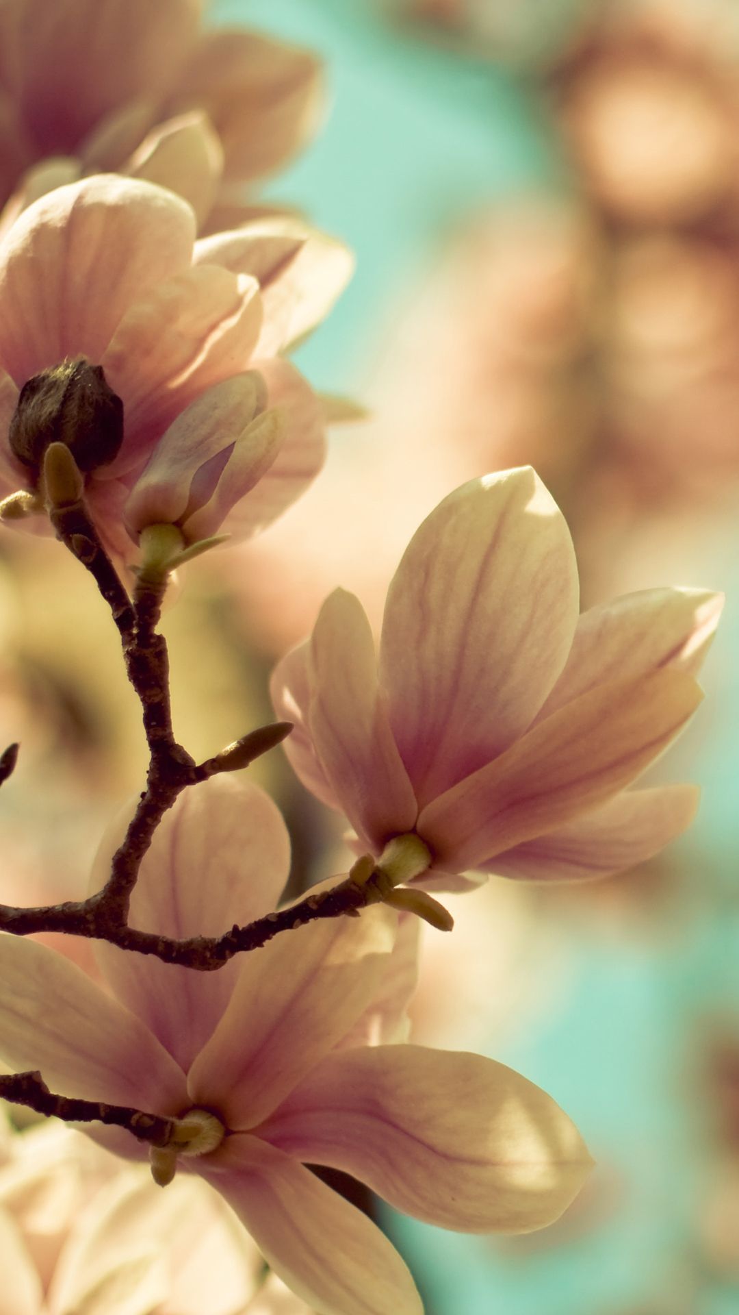 Spring Flowers Blossom Samsung Android Wallpaper free download
