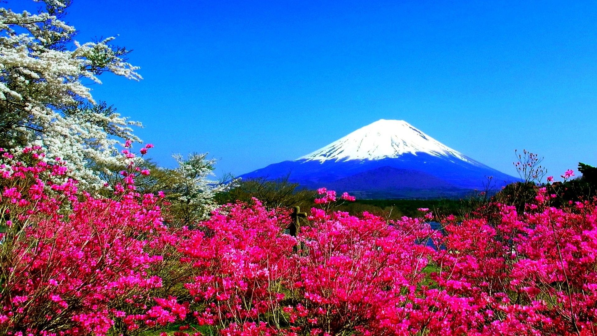Spring Mountain Flowers Japan Fuji Nature HD Wallpaper 23638, Wallpaper13.com