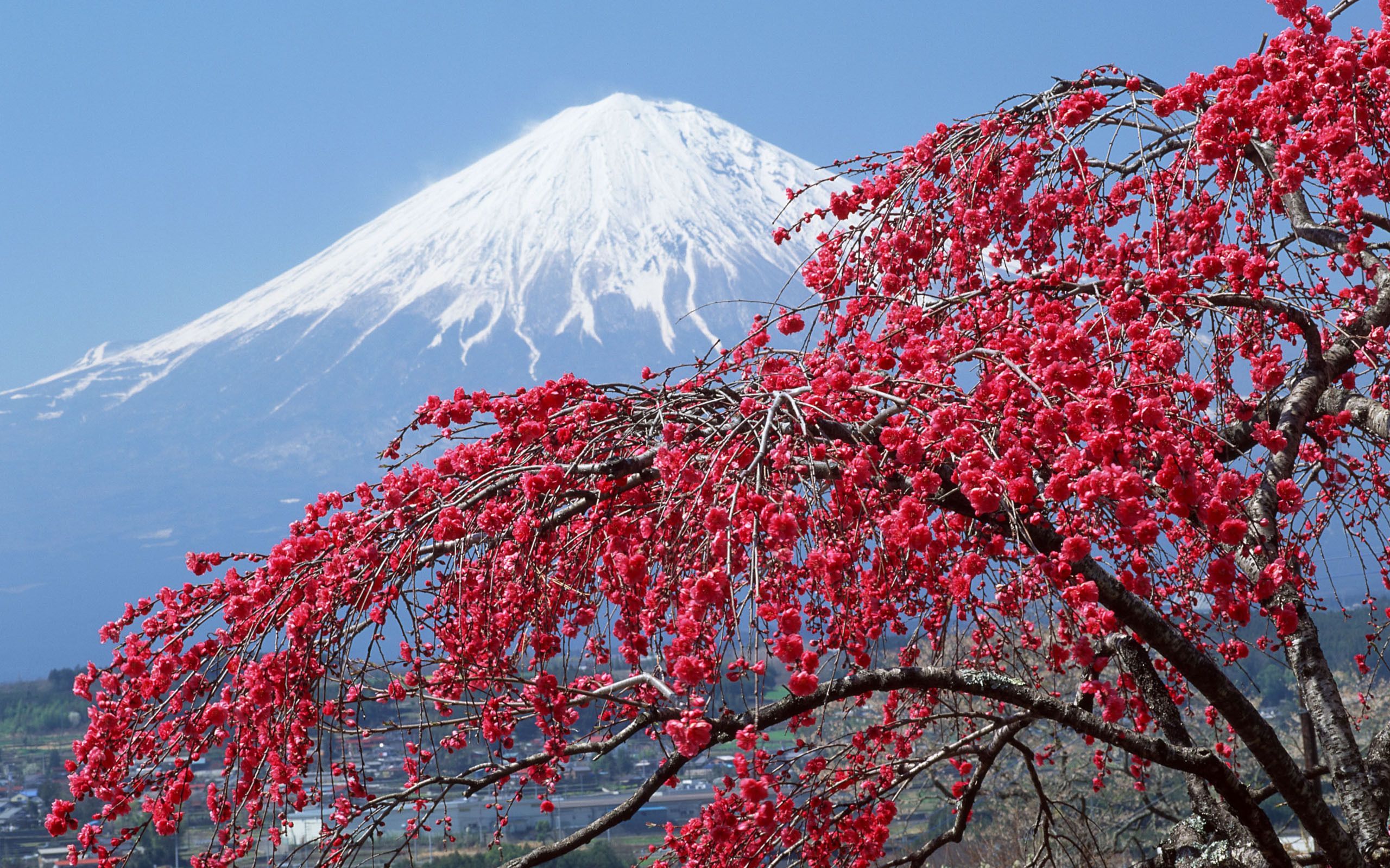 Cherry Tree Peak Snow Fuji