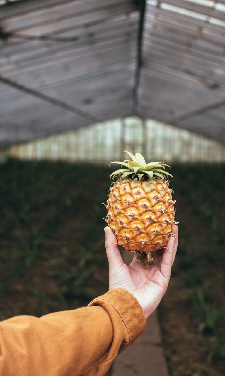 Download 768x1280 Pineapple Farm, Hand, Tropical Fruit Wallpaper for Galaxy SIV, Nokia Lumia Acer Picasso