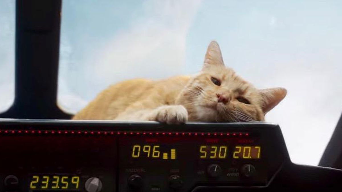 Captain Marvel stars gush with love for Goose the cat
