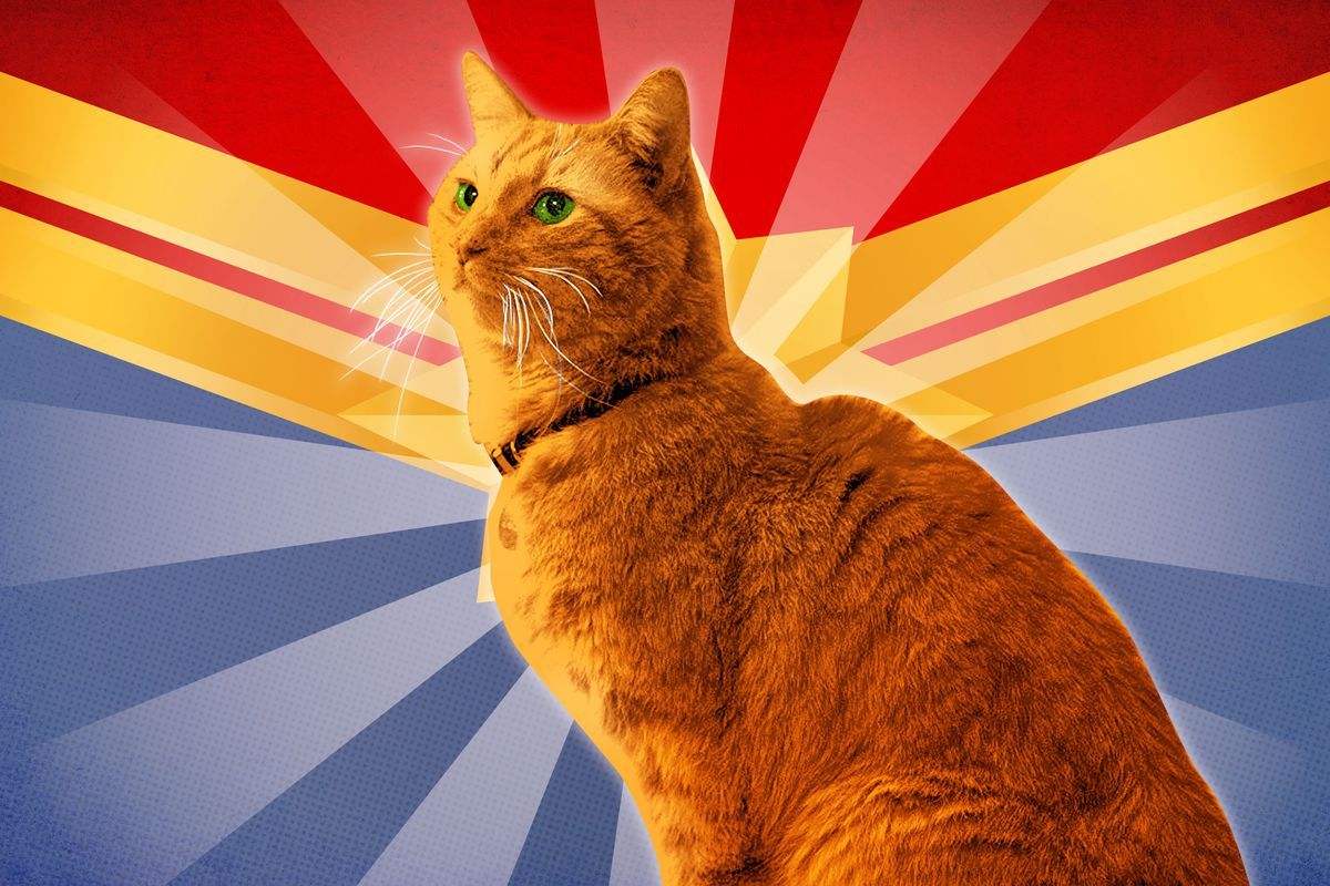 Super Cat: An Unlikely Star Emerges in 'Captain Marvel'