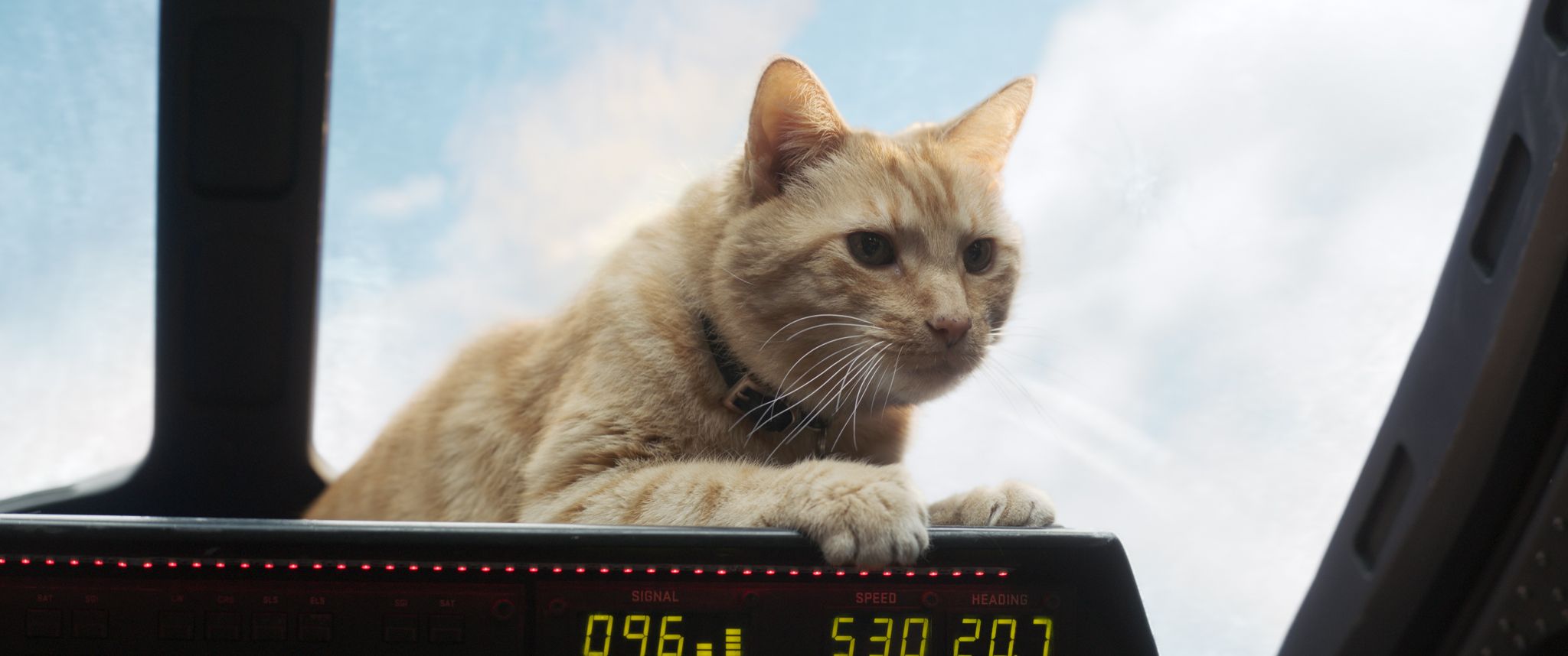 Why Goose the Cat Is Pivotal to Captain Marvel, Avengers 4