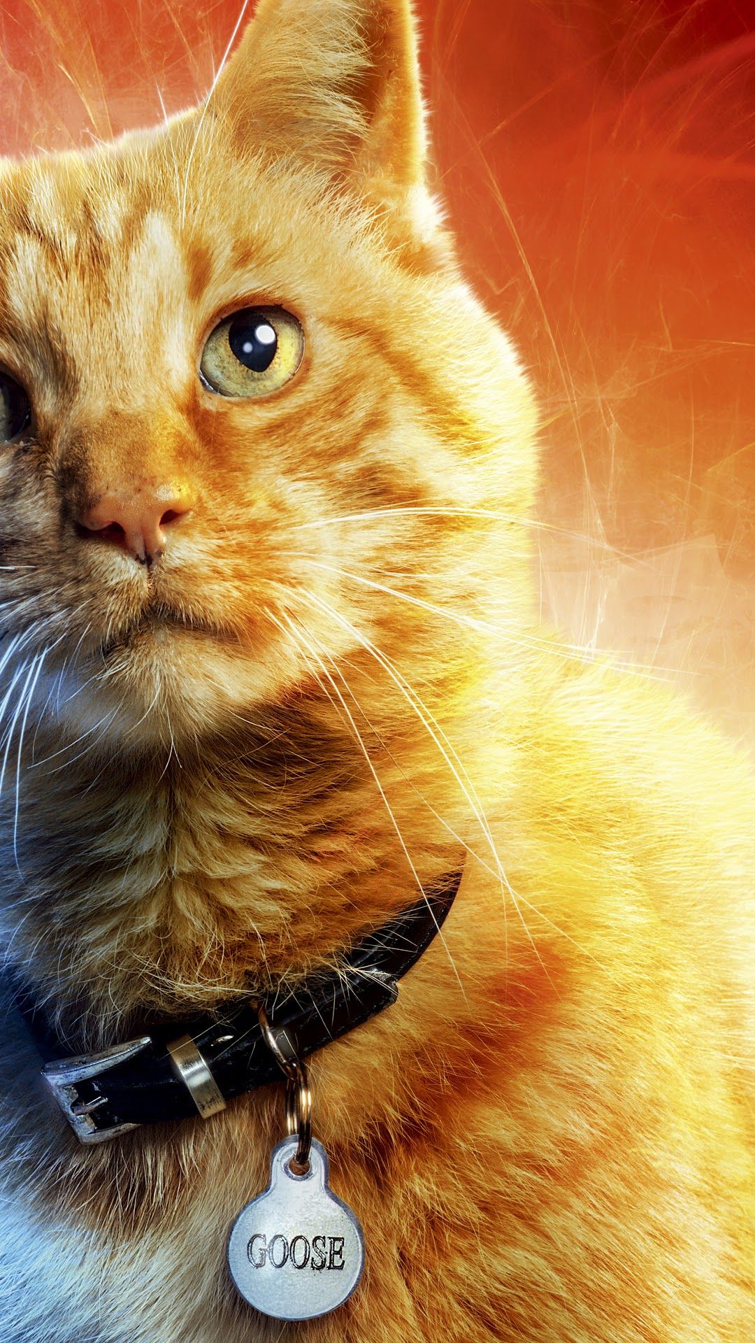 Captain Marvel, Movie, Goose the Cat, 8K phone HD Wallpaper, Image, Background, Photo and Picture