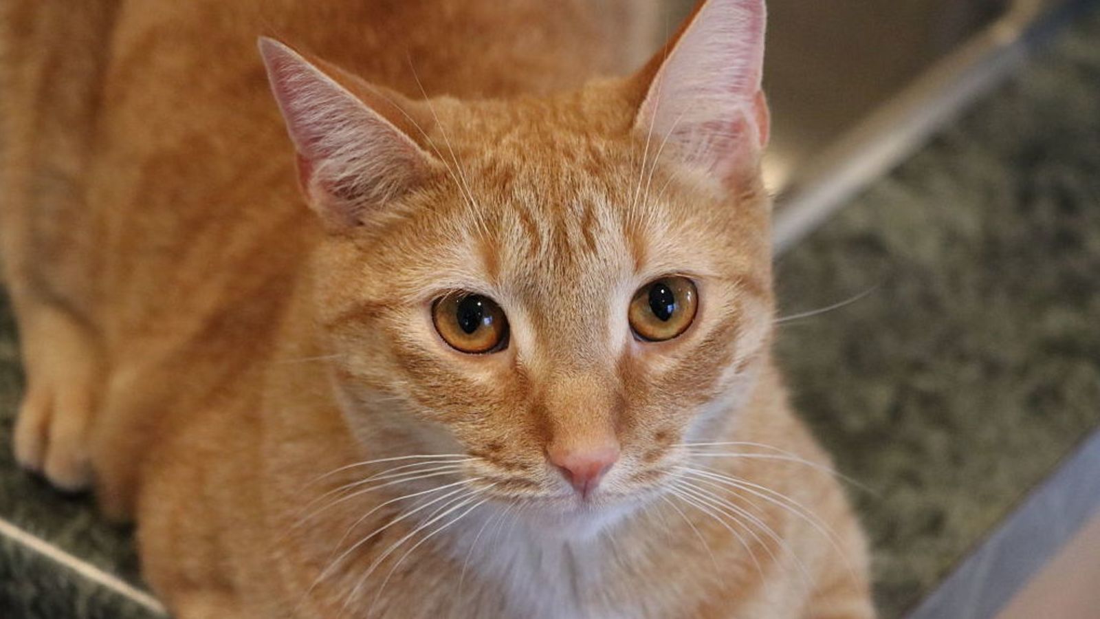 Goose, the cat from Captain Marvel, is the star of a new, very nice meme