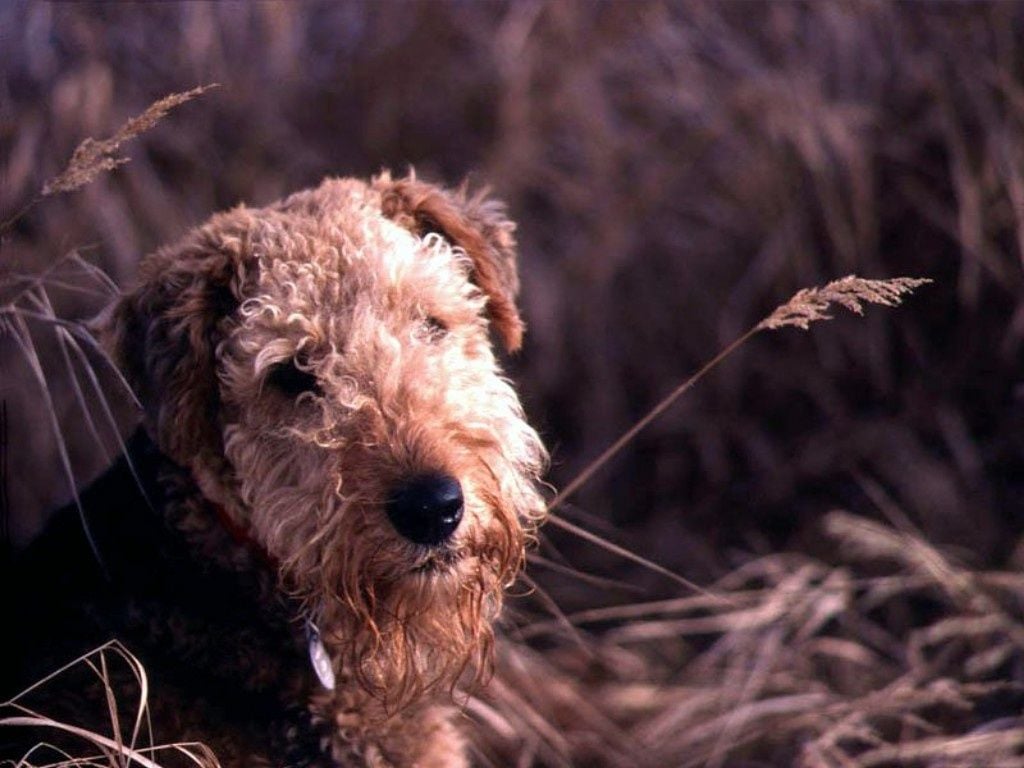 Airedales Wallpapers - Wallpaper Cave