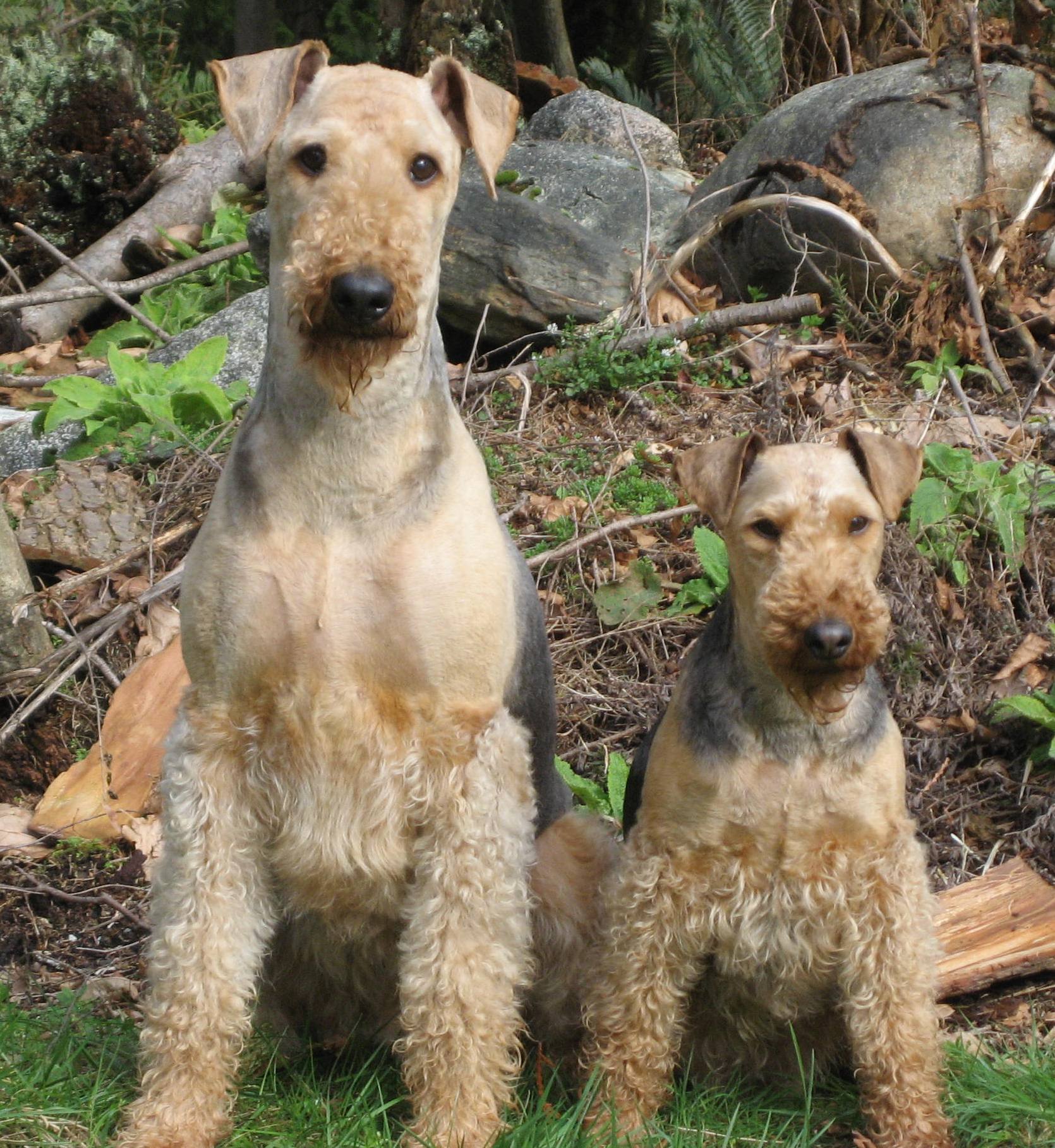 Airedales Wallpapers - Wallpaper Cave