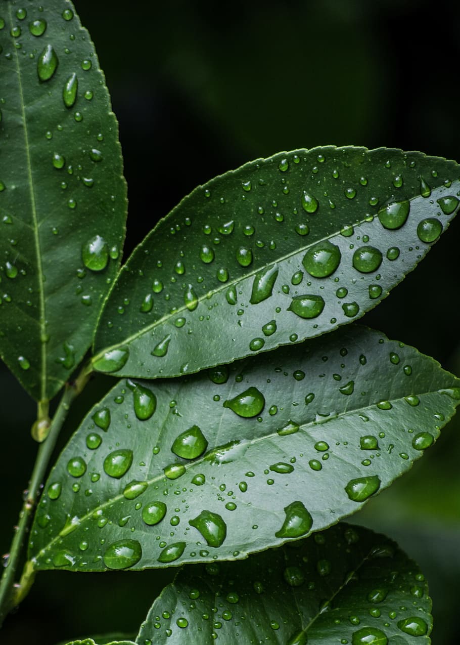 Green Leaves With Water Drops, Clean, Close Up, Dew, With Water Droplets HD Wallpaper