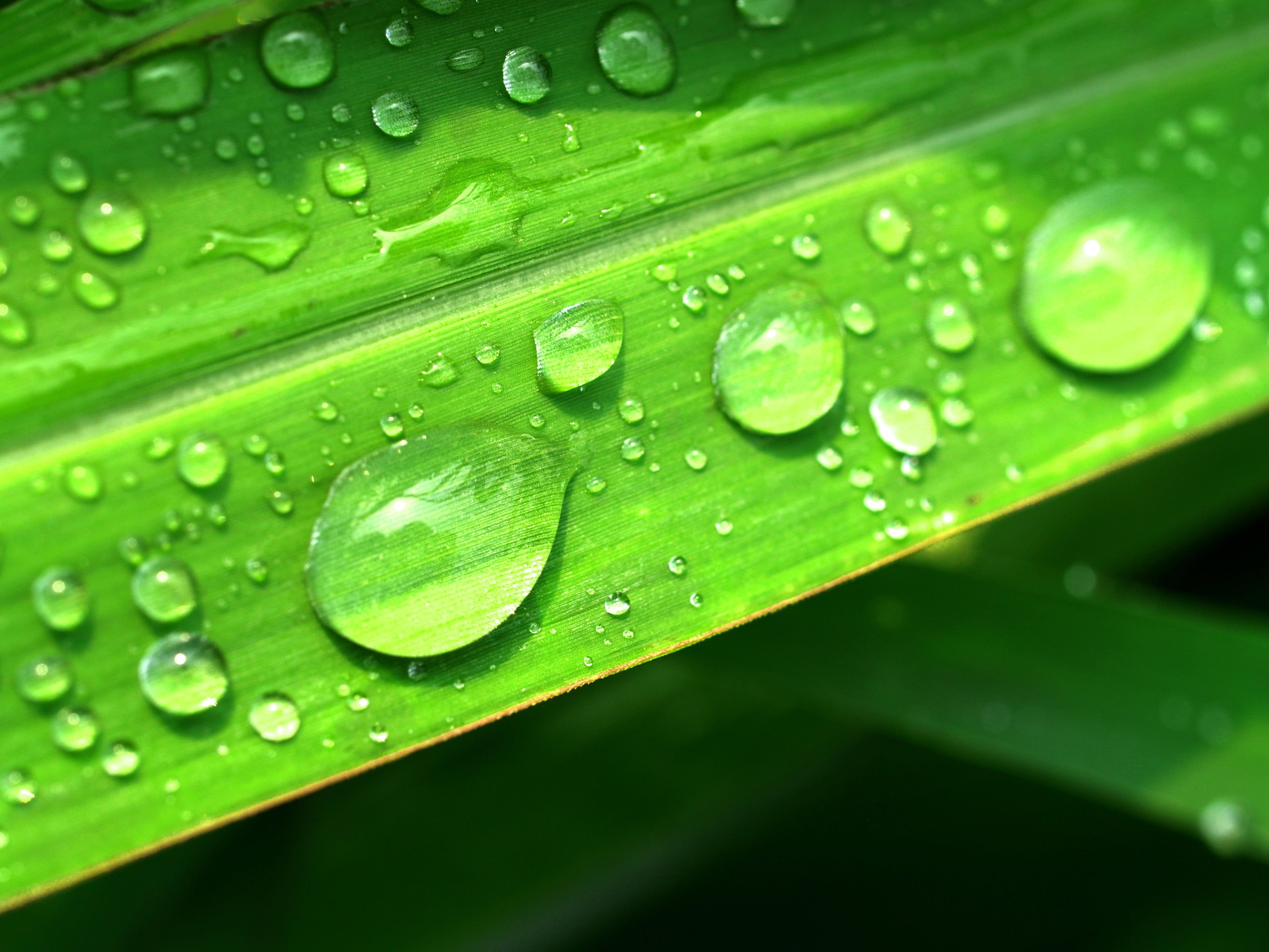 Leaves With Water Drops HD Wallpapers - Wallpaper Cave