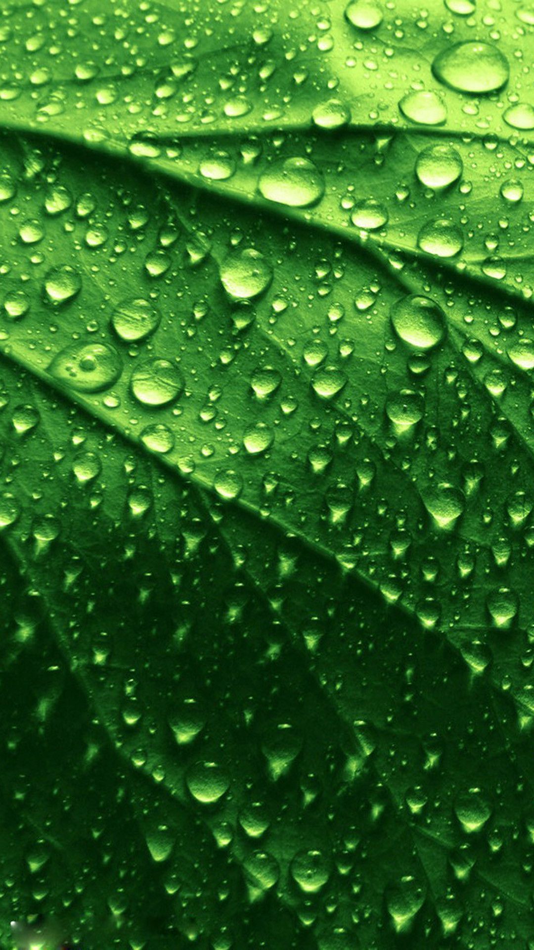 Hd Green Leaves And Water Drops iPhone 6 Plus Wallpaper Drops On Leaf HD Wallpaper